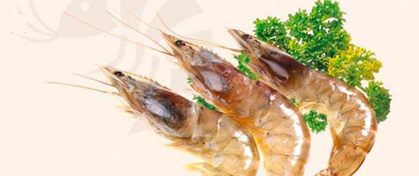 Jumbo Shrimps of Namdang-ri