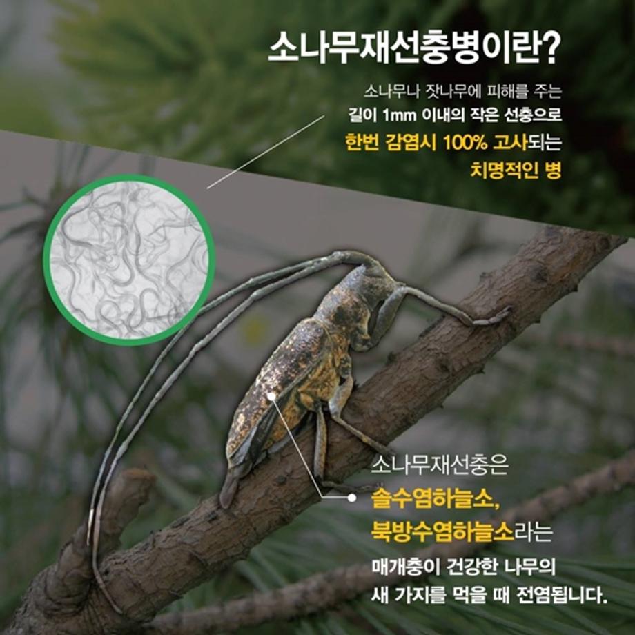 홍성군, ‘소나무재선충병 추가 발생’ 방제 총력추진 이미지
