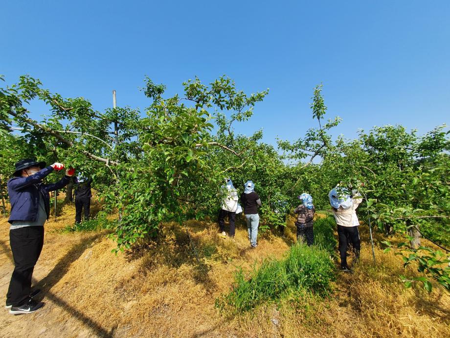 홍성군 금마면, 농번기 과수농가 찾아 농촌일손돕기 ‘구슬땀’ 이미지