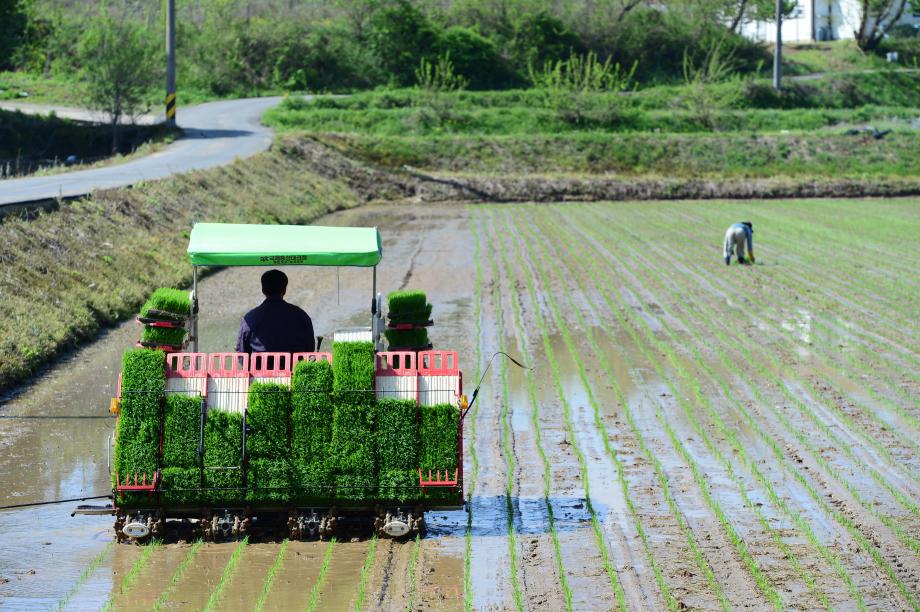 홍성군농업기술센터, 가뭄에 따른 주요 식량작물 파종 시기 준수 당부 이미지