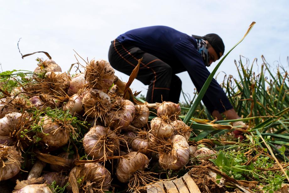 홍성군 대표 농산물 ‘홍성마늘’ 첫 수확 이미지