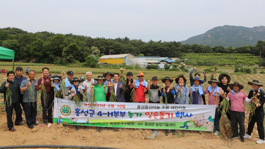 홍성군 4H 본부 회원들, 지역 마늘농가 일손돕기 행사 이미지
