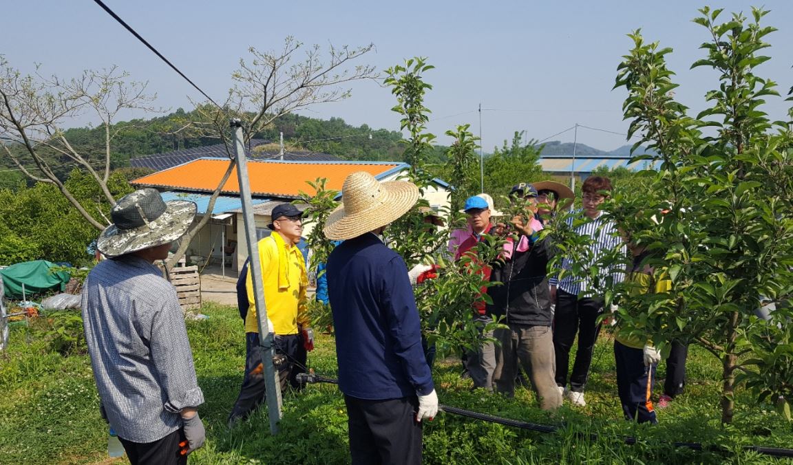 홍성군 공무원 !! 관내 농가 곳곳에서 구슬땀 !! 이미지