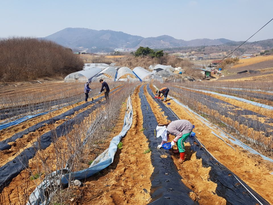 유기농 1번지 홍성군, 우리 땅에 꼭 맞는 유기농 감자 찾는다 ! 이미지