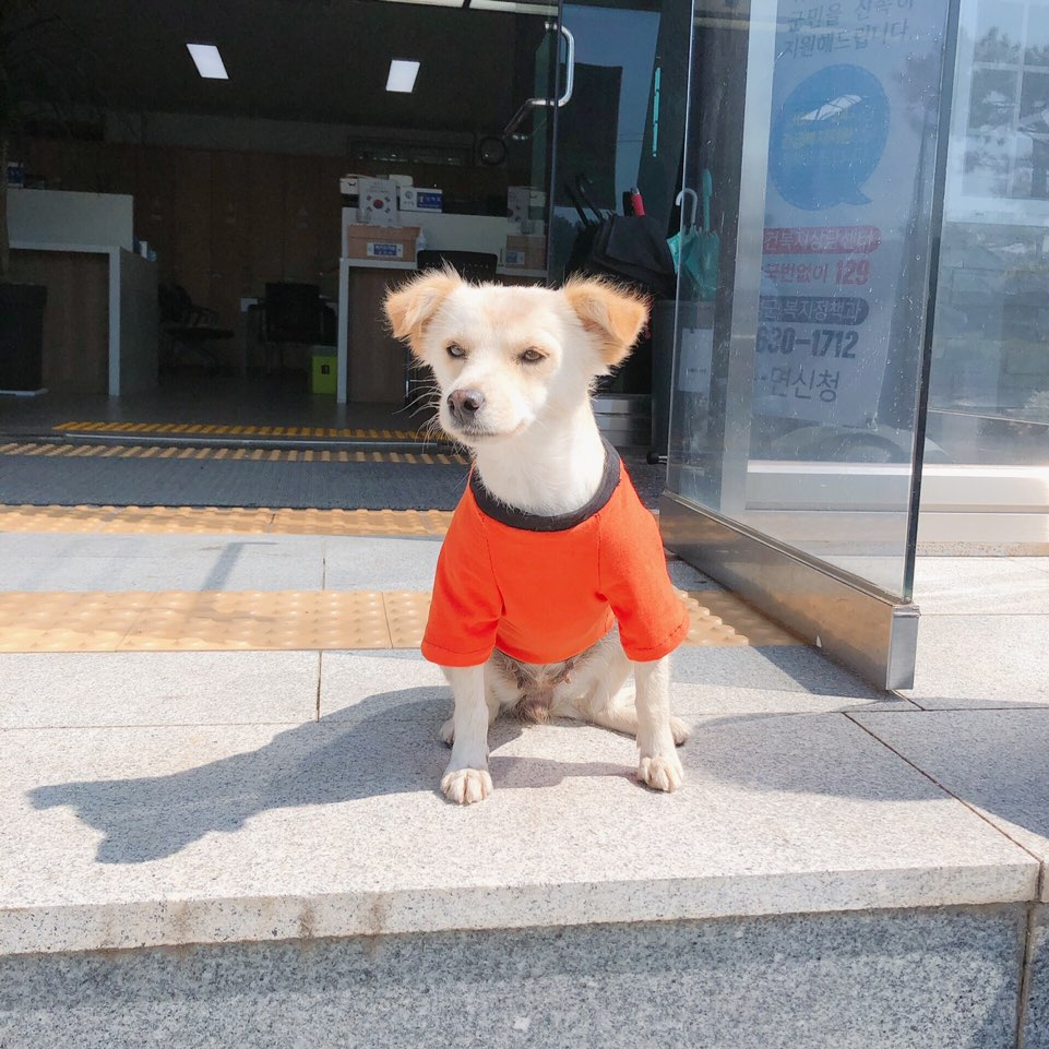금마면 출·퇴근하는 강아지직원 ‘금순이’, 새 옷 생겼다! 이미지
