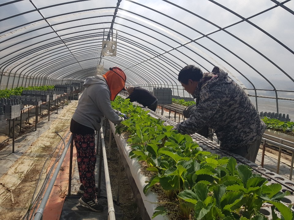 홍북읍, 내년도 딸기 수확 준비 ‘한창’ 이미지