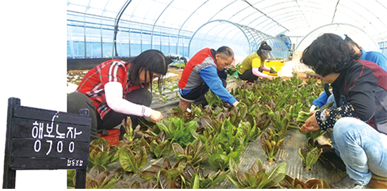 홍성군, 사회적농업 활성화로 농촌에 활력 불어넣는다! 이미지