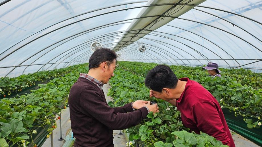 홍성군, 천적농법으로 ‘친환경’과 ‘경제성’ 두 마리 토끼 잡는다! 이미지
